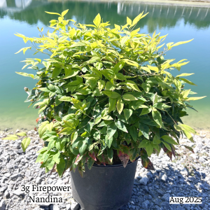 August 2025 3g Firepwer Nandina Single Website